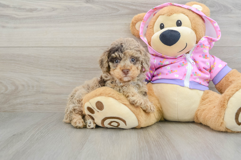 Friendly Poodle Purebred Pup