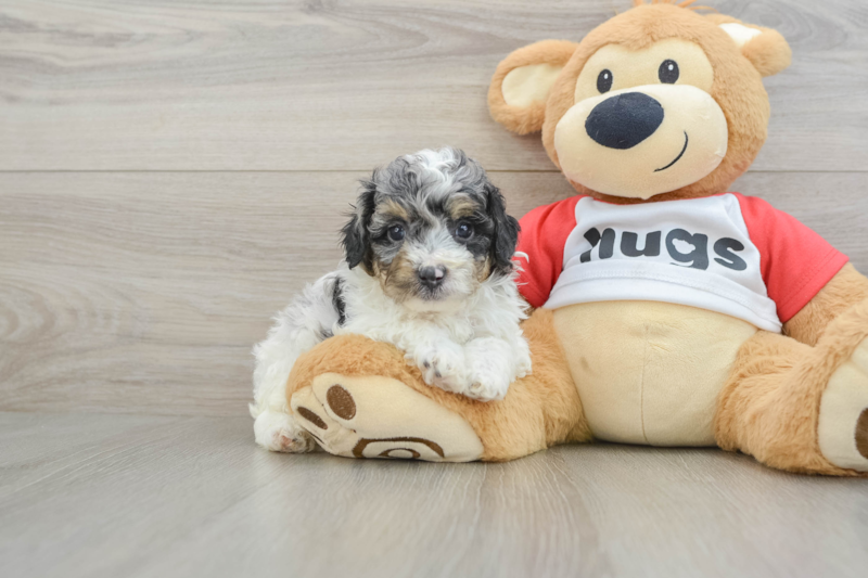 Meet Banjo - our Poodle Puppy Photo 1/3 - Seaside Pups