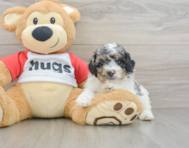 6 week old Poodle Puppy For Sale - Seaside Pups