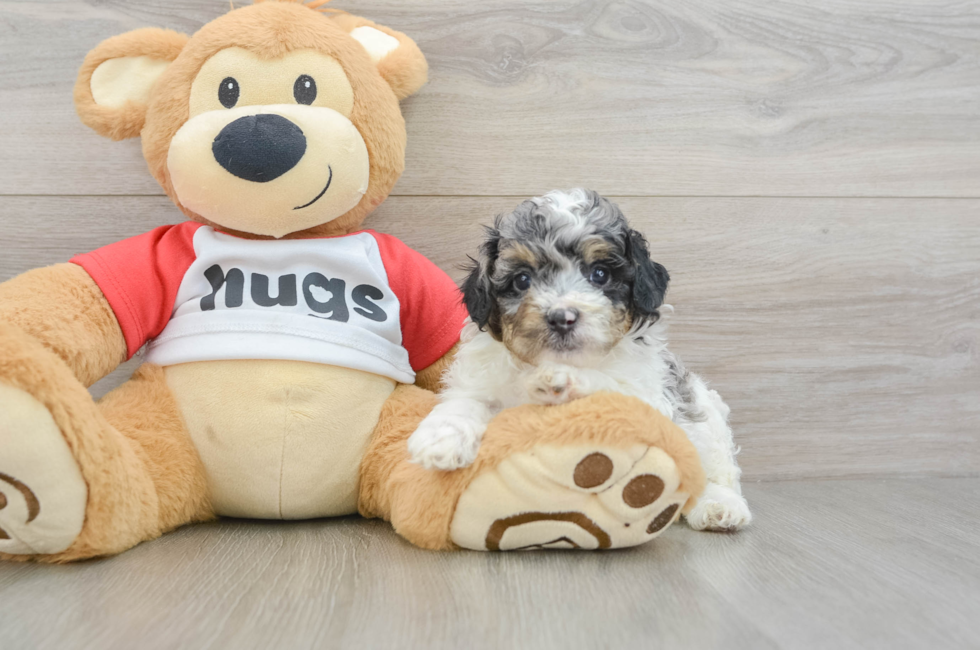 6 week old Poodle Puppy For Sale - Seaside Pups