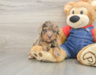 8 week old Poodle Puppy For Sale - Seaside Pups