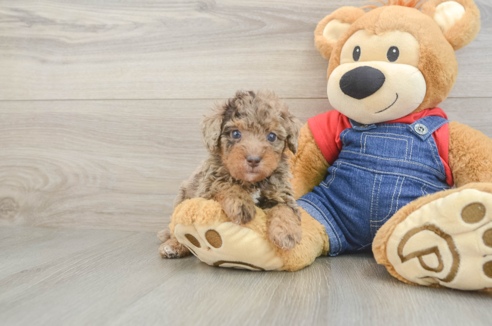 5 week old Poodle Puppy For Sale - Seaside Pups