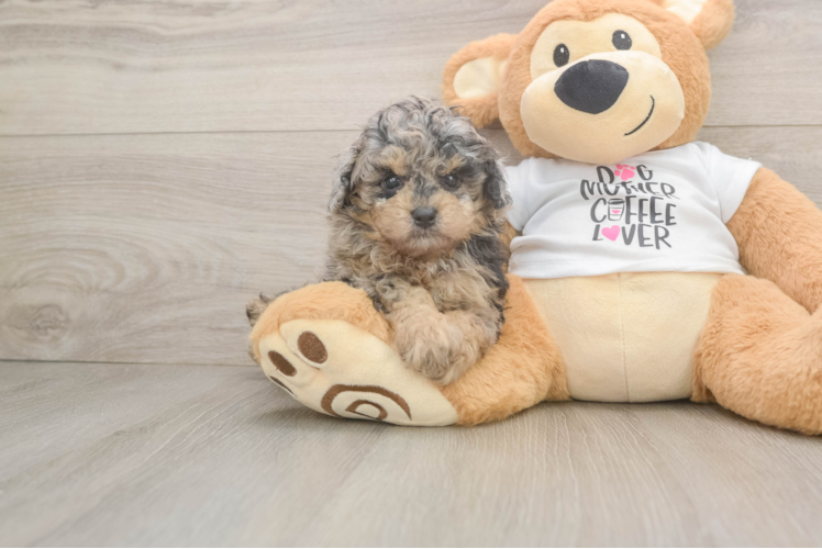 Hypoallergenic Poodle Baby