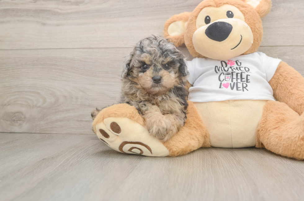 6 week old Poodle Puppy For Sale - Seaside Pups