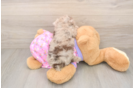 Best Poodle Baby