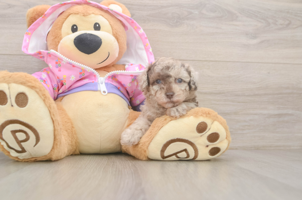 5 week old Poodle Puppy For Sale - Seaside Pups