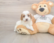 7 week old Poodle Puppy For Sale - Seaside Pups