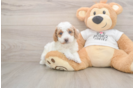 Little Poodle Baby