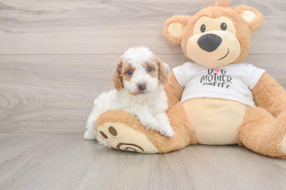 5 week old Poodle Puppy For Sale - Seaside Pups