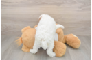 Poodle Puppy for Adoption