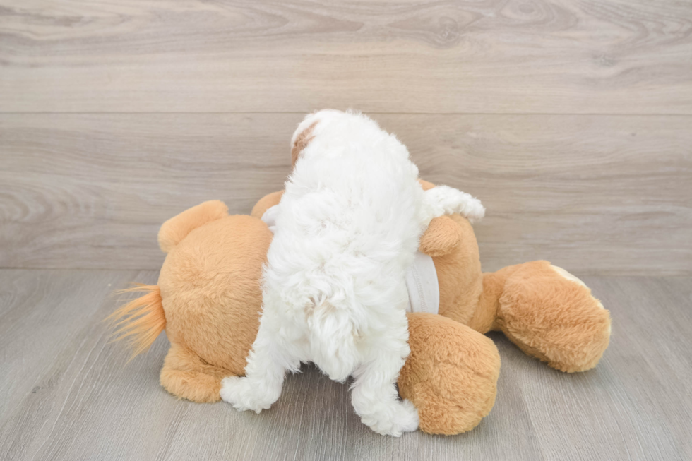 Poodle Puppy for Adoption