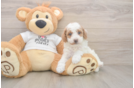 Poodle Puppy for Adoption