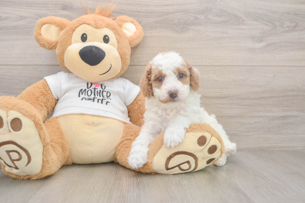 Poodle Puppy for Adoption