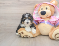 6 week old Poodle Puppy For Sale - Seaside Pups