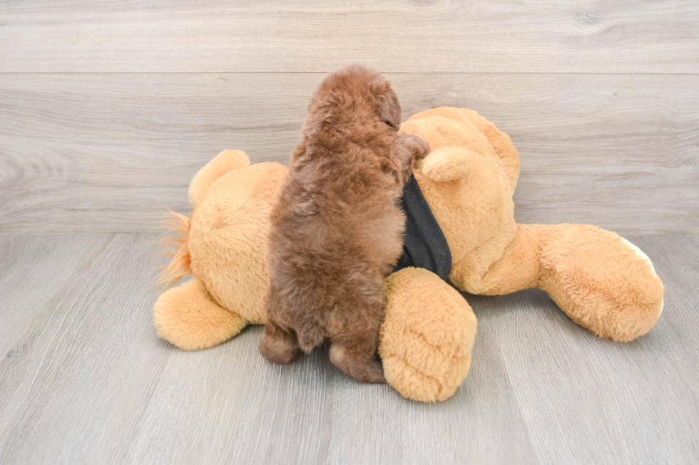 Poodle Pup Being Cute