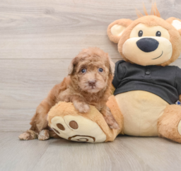 6 week old Poodle Puppy For Sale - Seaside Pups