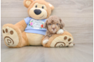 Popular Poodle Baby