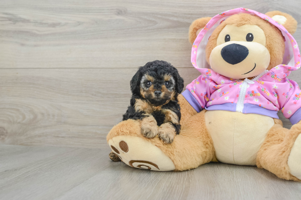 Hypoallergenic Poodle Purebred Pup