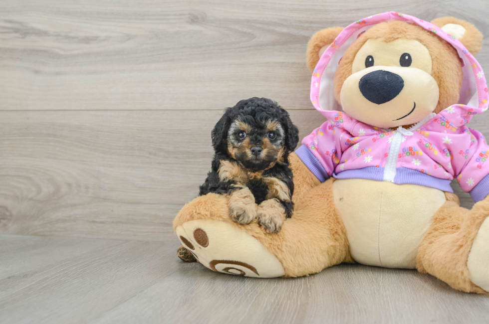 6 week old Poodle Puppy For Sale - Seaside Pups