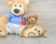 6 week old Poodle Puppy For Sale - Seaside Pups