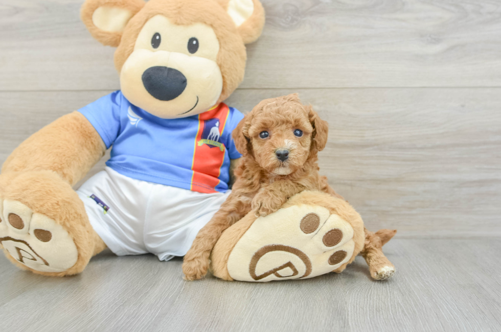 6 week old Poodle Puppy For Sale - Seaside Pups