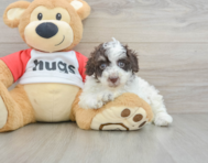 7 week old Poodle Puppy For Sale - Seaside Pups