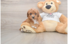 Friendly Poodle Purebred Pup
