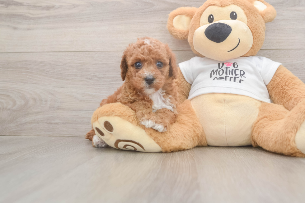 Friendly Poodle Purebred Pup