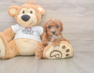 7 week old Poodle Puppy For Sale - Seaside Pups