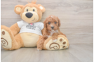 Poodle Pup Being Cute