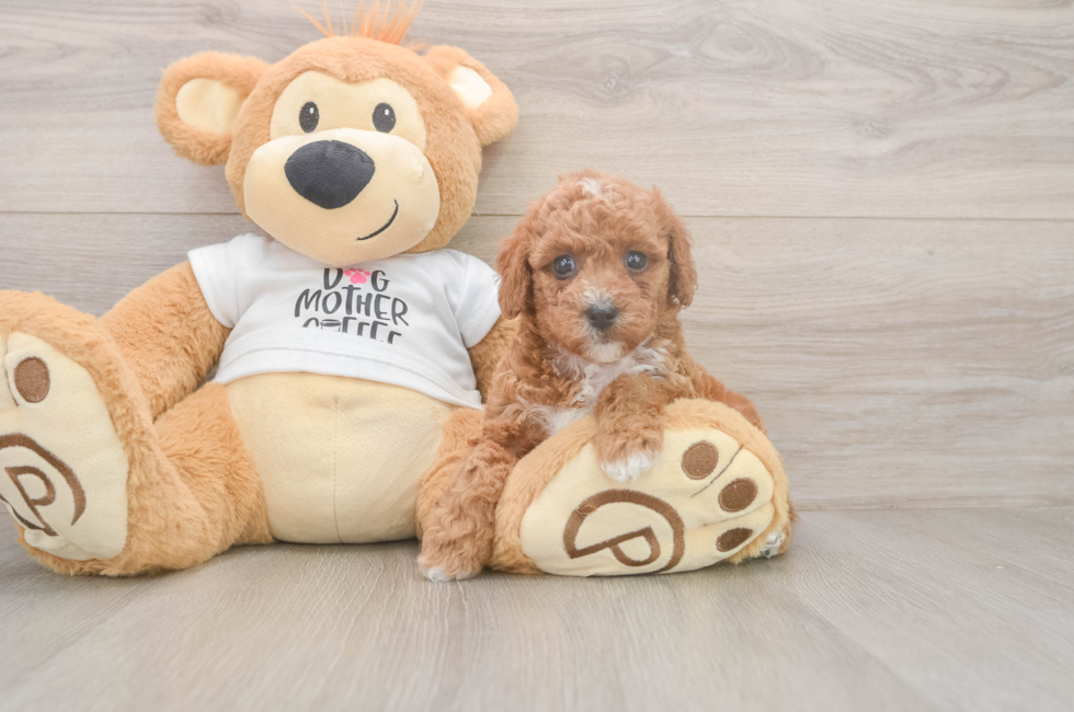 5 week old Poodle Puppy For Sale - Seaside Pups