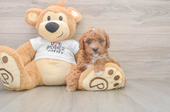 Poodle Pup Being Cute