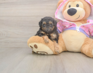 7 week old Poodle Puppy For Sale - Seaside Pups