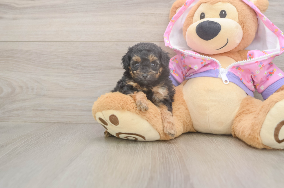 5 week old Poodle Puppy For Sale - Seaside Pups