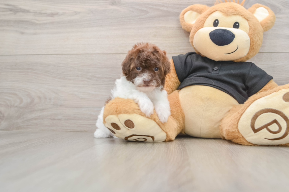 Akc Registered Poodle Purebred Pup