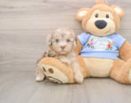 8 week old Poodle Puppy For Sale - Seaside Pups