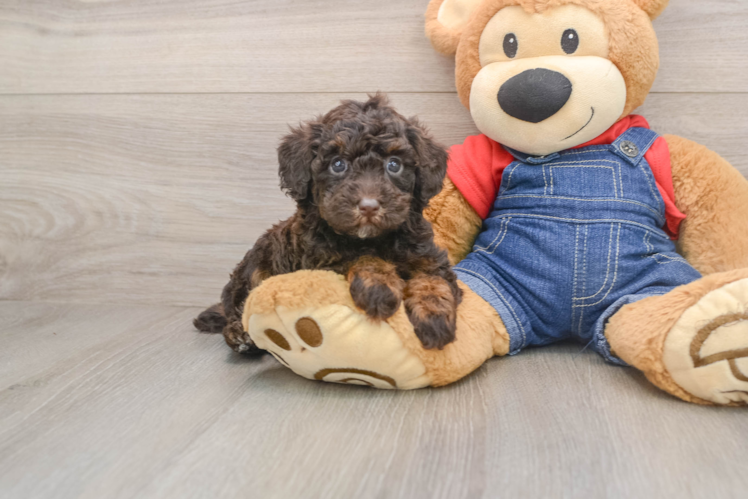 Poodle Pup Being Cute