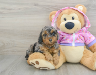 7 week old Poodle Puppy For Sale - Seaside Pups