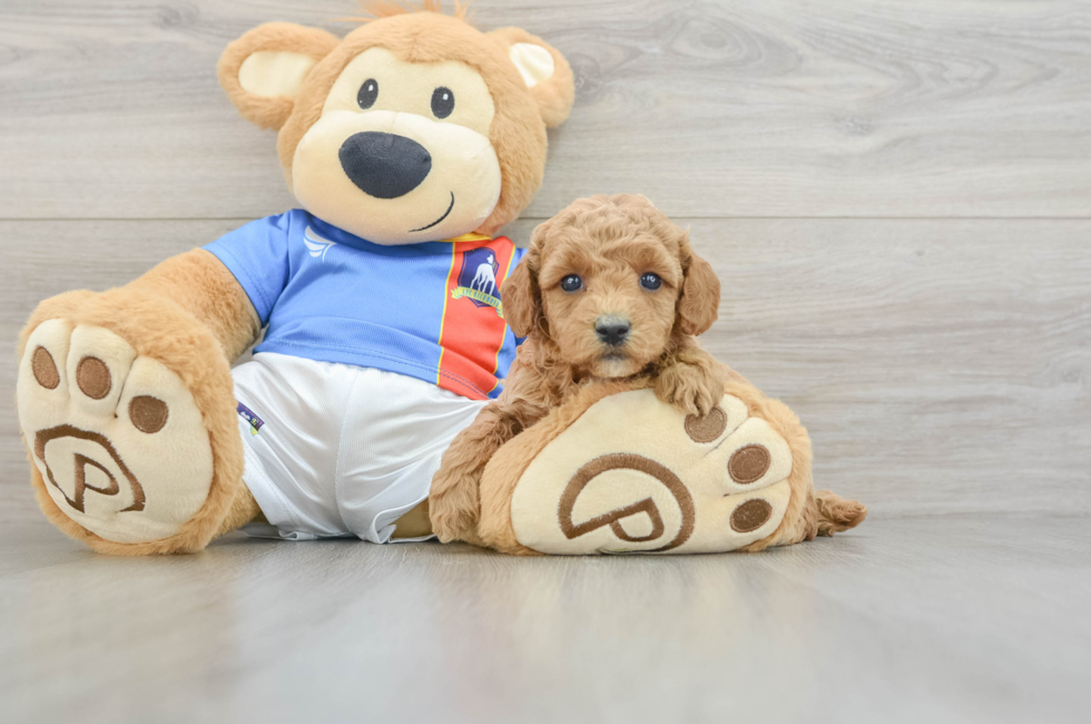 6 week old Poodle Puppy For Sale - Seaside Pups
