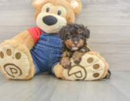 8 week old Poodle Puppy For Sale - Seaside Pups