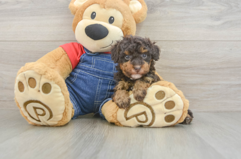 5 week old Poodle Puppy For Sale - Seaside Pups