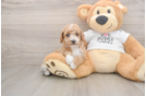 Best Poodle Baby