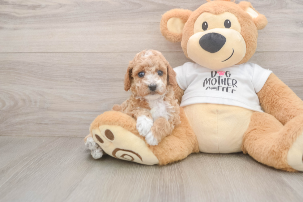 Best Poodle Baby