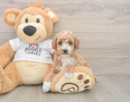 7 week old Poodle Puppy For Sale - Seaside Pups