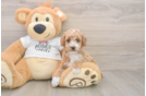 Adorable Toy Poodle Purebred Puppy