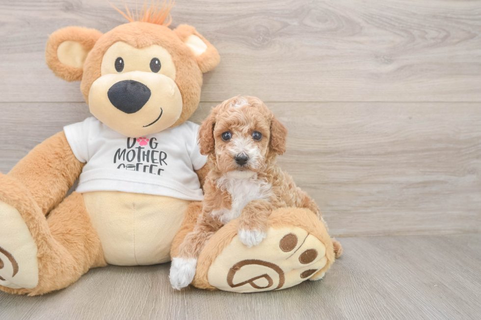 Adorable Toy Poodle Purebred Puppy