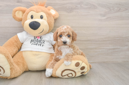 Adorable Toy Poodle Purebred Puppy