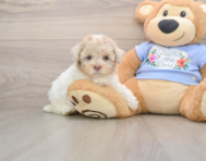 8 week old Poodle Puppy For Sale - Seaside Pups