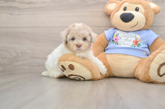Poodle Pup Being Cute