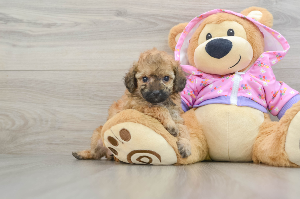 7 week old Poodle Puppy For Sale - Seaside Pups